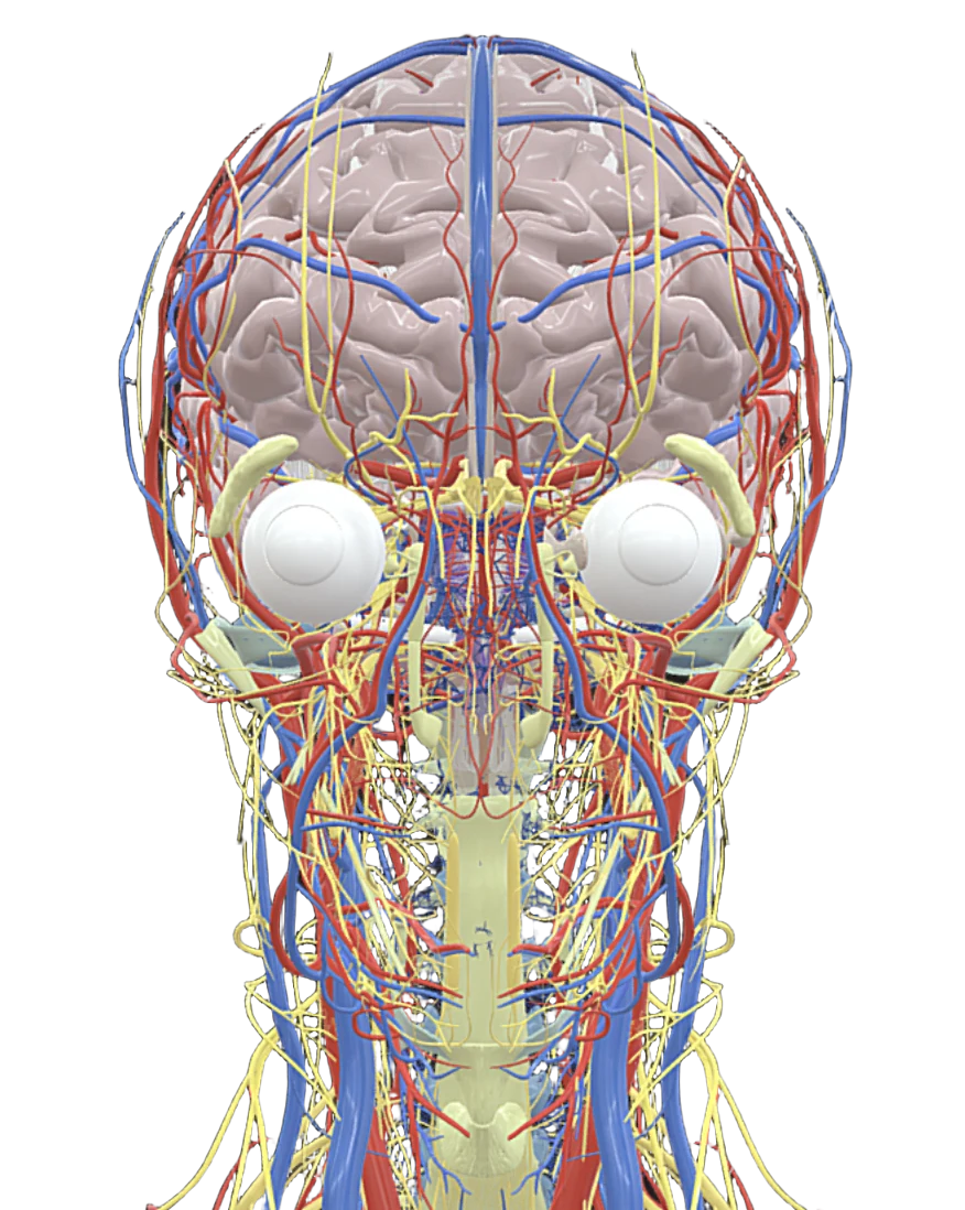 Brain, cranial nerves and blood vessels from the atlas