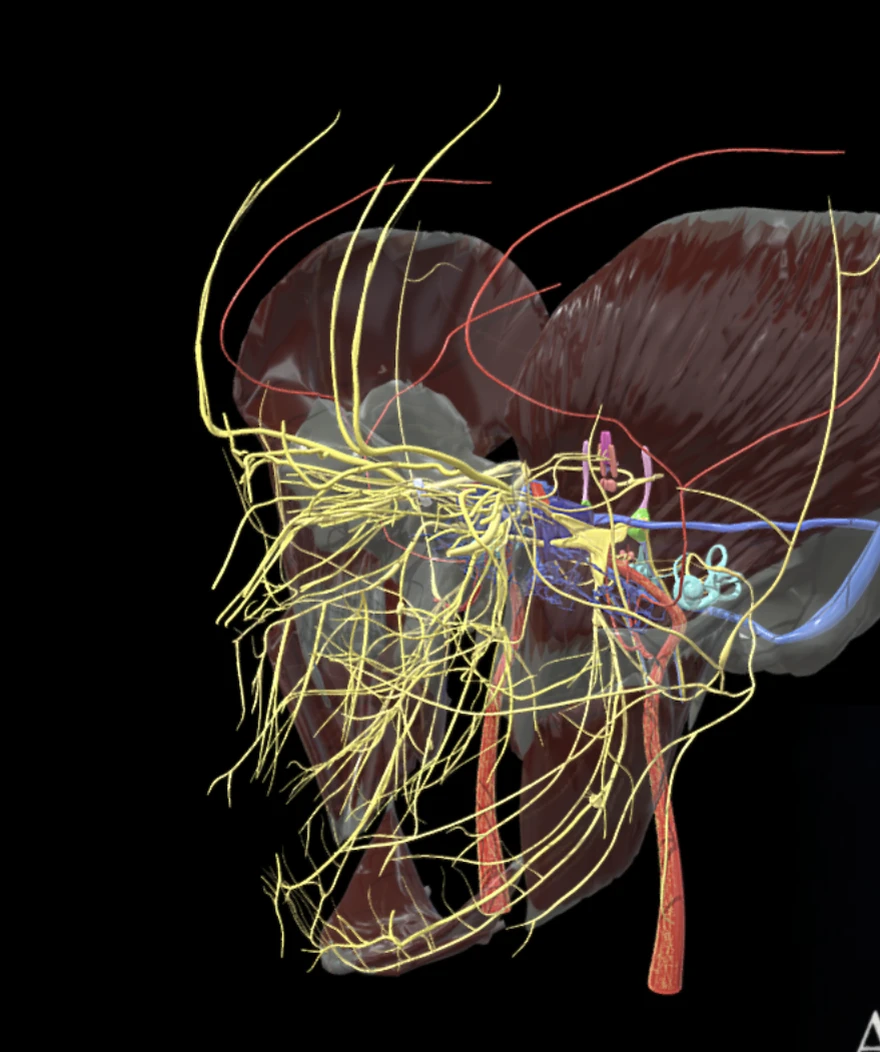 Middle cranial fossa anatomy from the supplied atlas screenshot