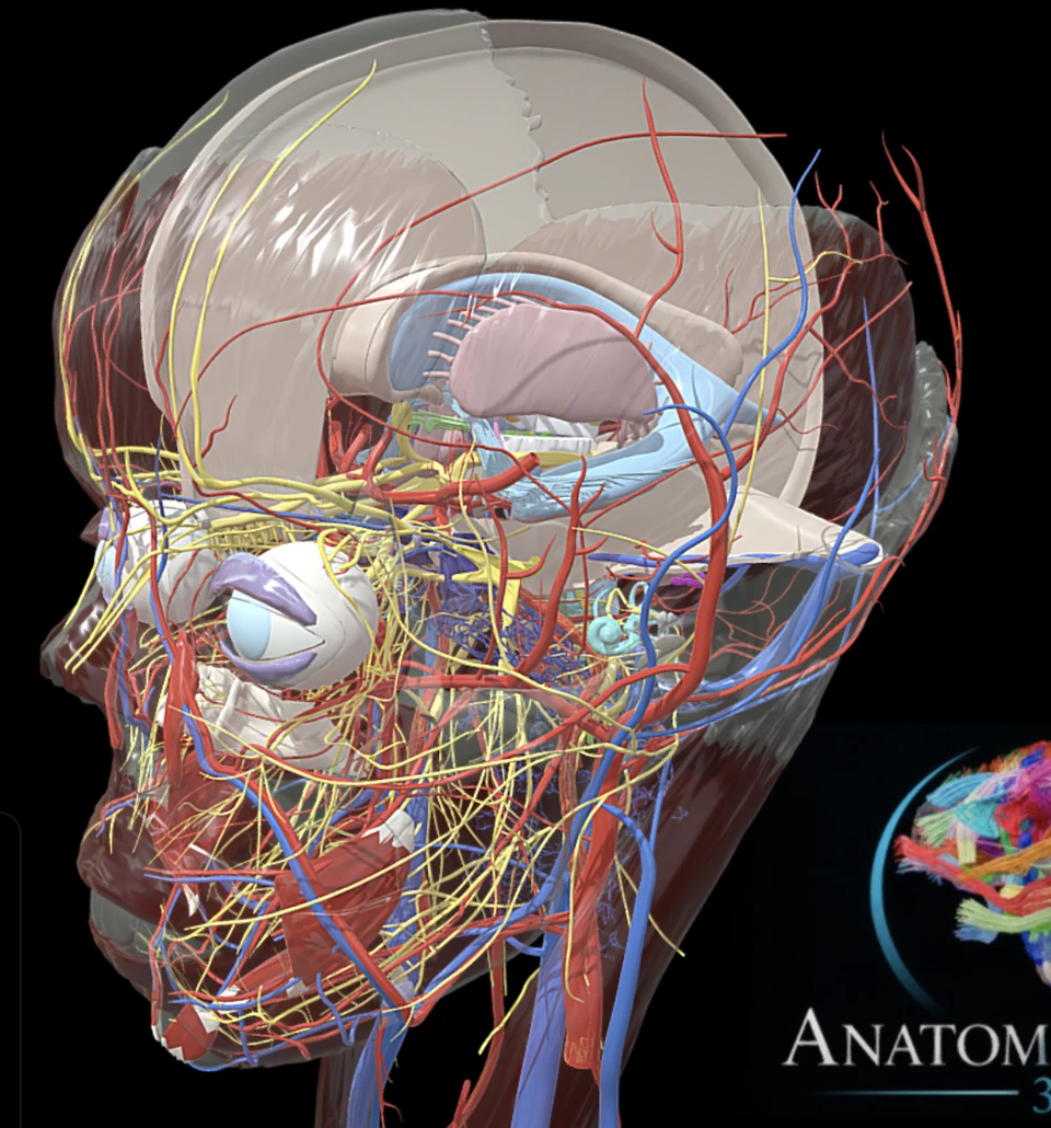 Creator-supplied cranial nerves image with surrounding head anatomy